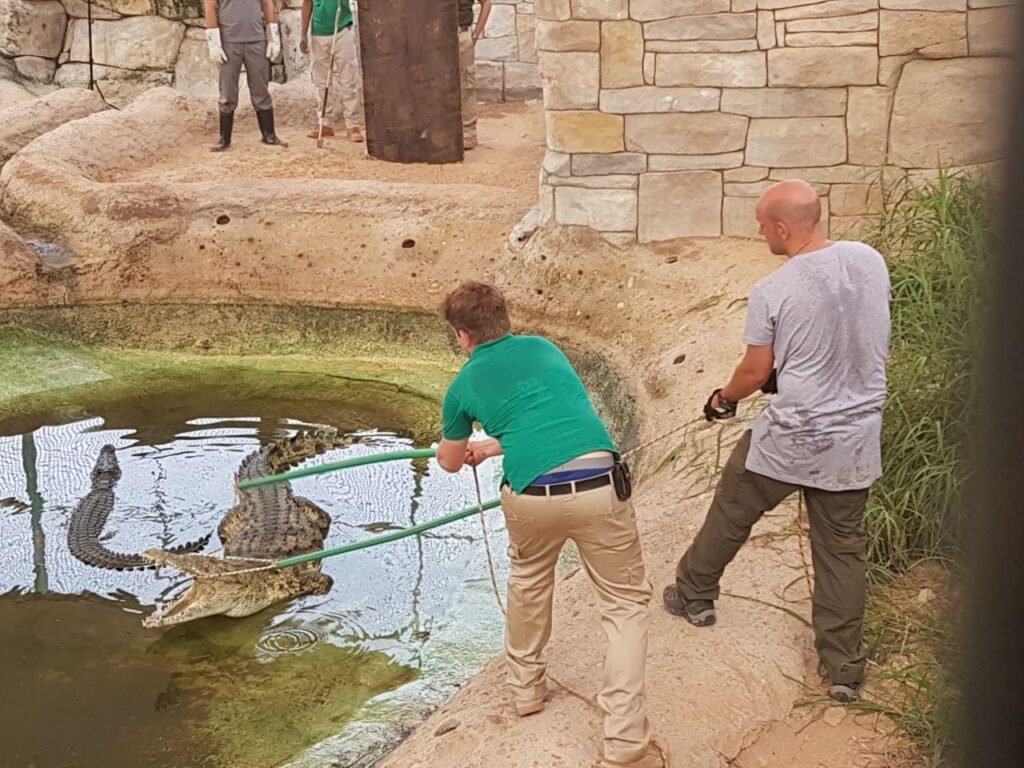 Croc relocation in Abu Dhabi